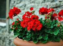 Geranium red