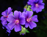 Geranium